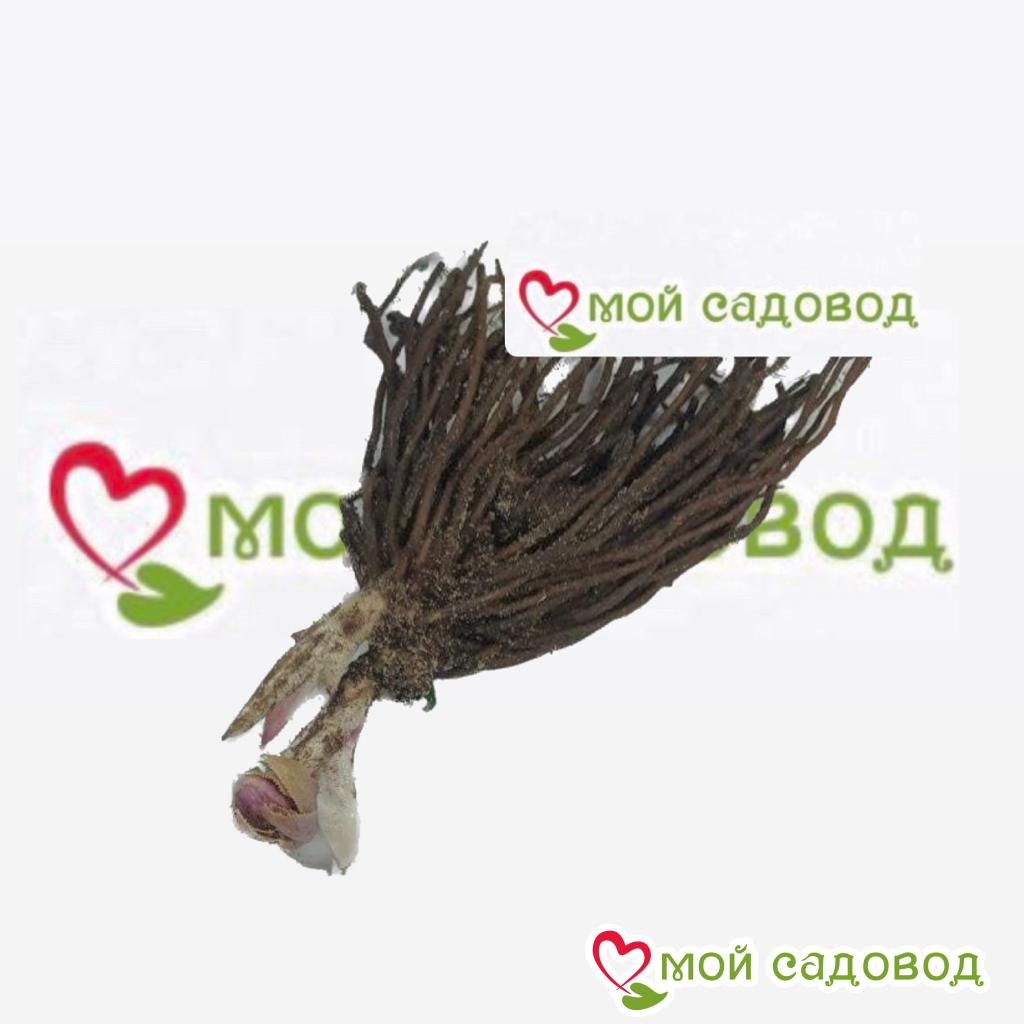 Хоста Грин Фог