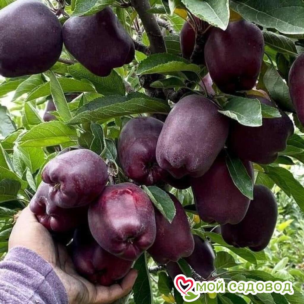Яблоня Черный Бриллиант