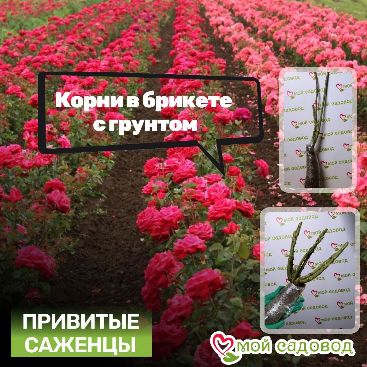 Роза чайно-гибридная Блюбери Пинк